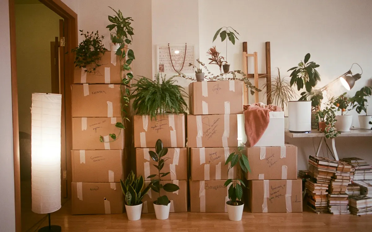 Stacked cardboard boxes and plants in a room being sorted